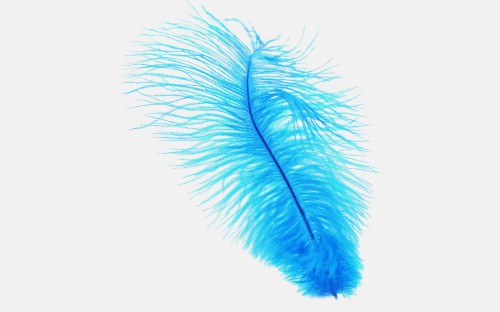 Image brown feather on white background