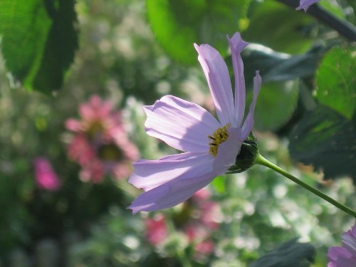 Image purple flower in tilt shift lens