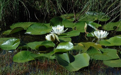 Image white lotus flower in bloom during daytime