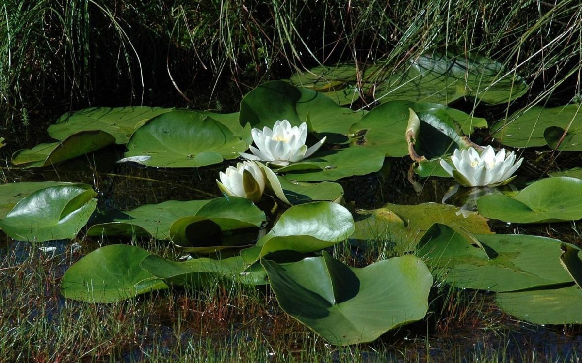 white lotus flower in bloom during daytime