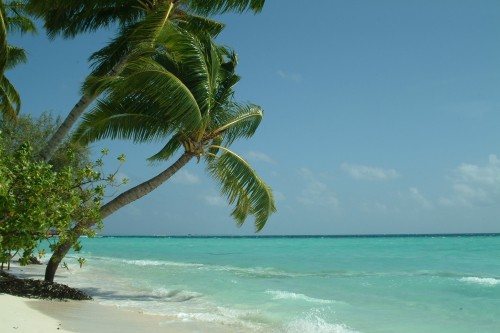 Image green palm tree on beach during daytime