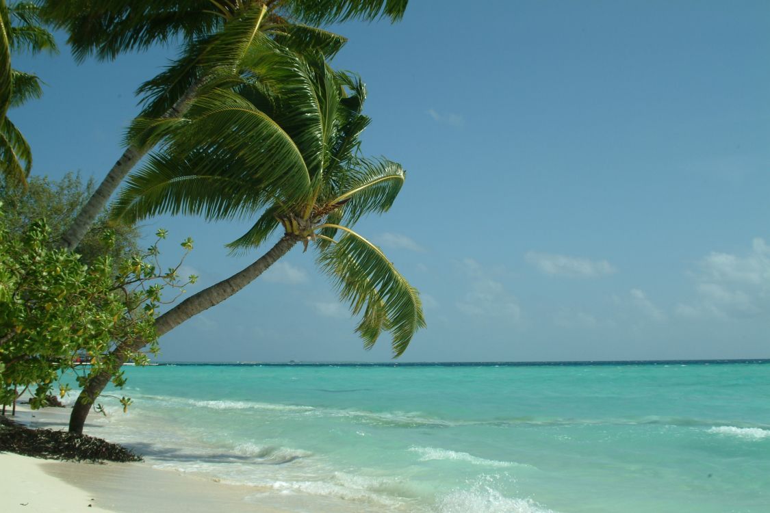 green palm tree on beach during daytime