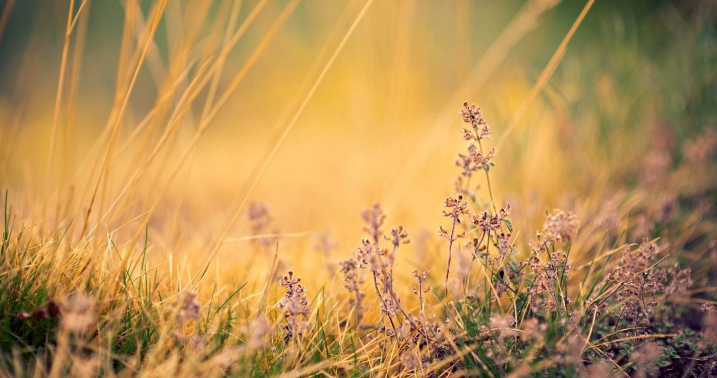 Naturaleza, Paisaje Natural, Lavanda, Hierba de la Familia, la Luz Del Sol. Wallpaper in 4096x2160 Resolution