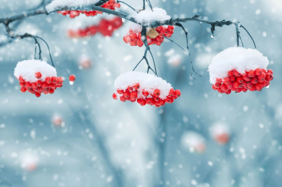 Red Round Fruits Covered With Snow. Wallpaper in 7632x5055 Resolution