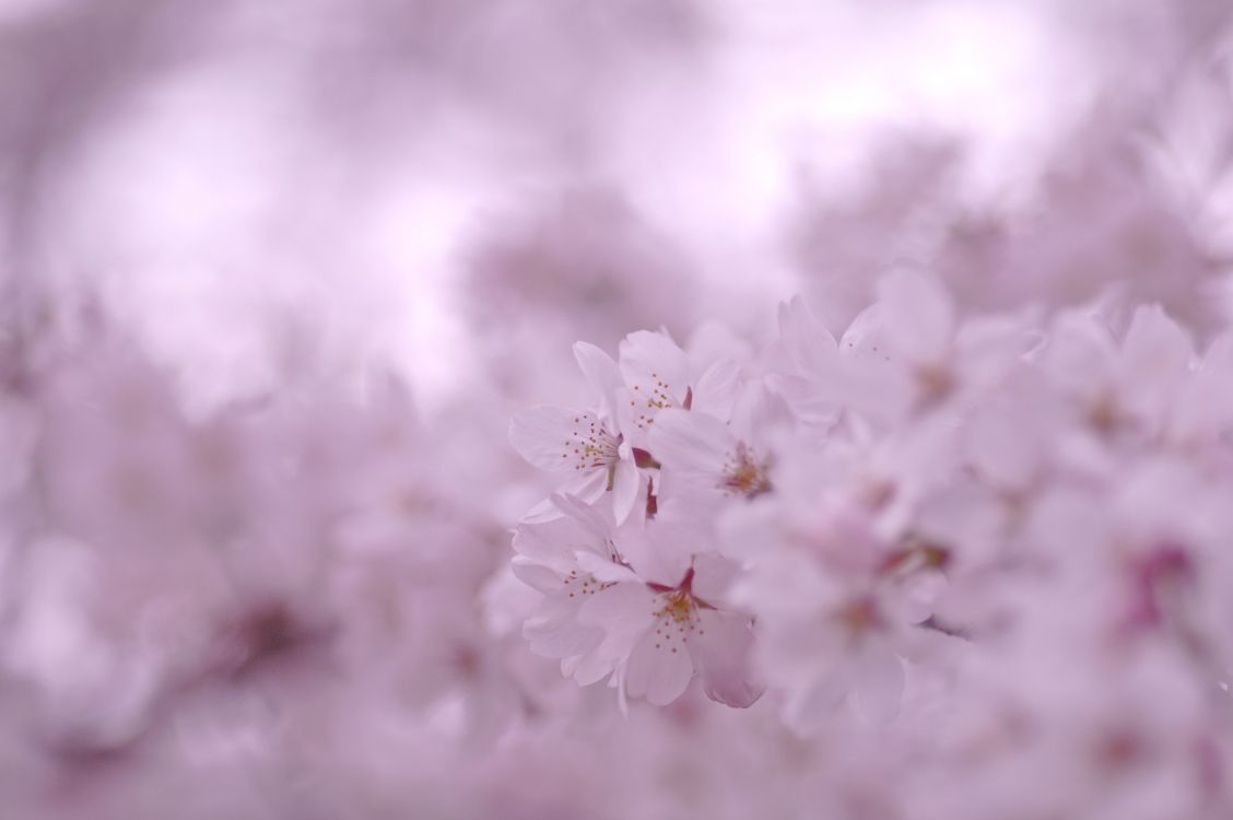white cherry blossom in close up photography