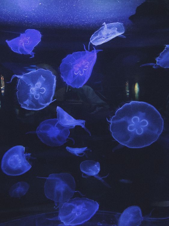 Las Medusas, Biología Marina, Invertebrados Marinos, Cuerpo de Agua, Submarino. Wallpaper in 3024x4032 Resolution