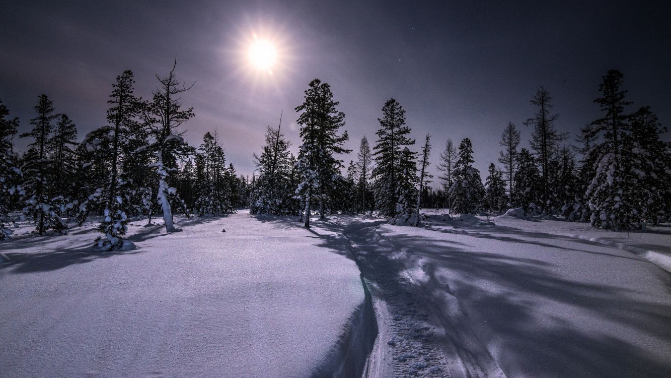 winter, nature, tree, atmosphere, daytime