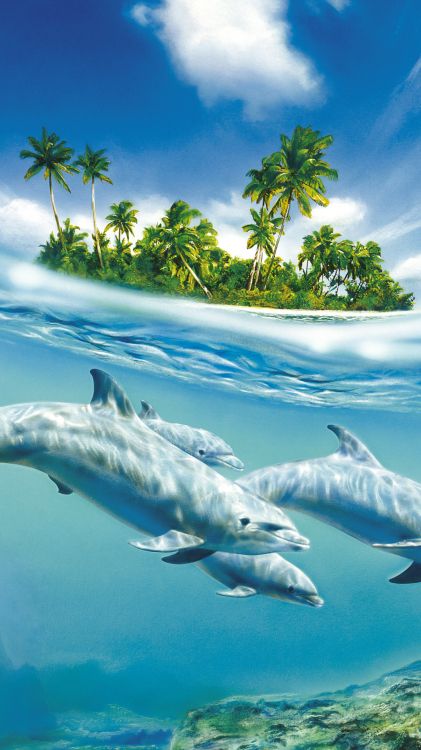Delphin im Wasser, Delphin, Wasser, Gemeiner Tümmler, Meer. Wallpaper in 1080x1920 Resolution