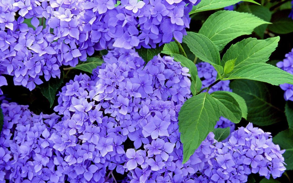 Pétalos de Flores Verdes y Moradas. Wallpaper in 1920x1200 Resolution