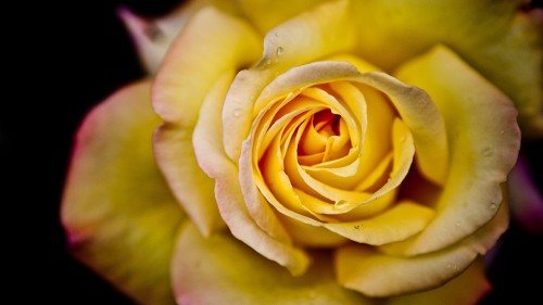 Image yellow rose in bloom in close up photography