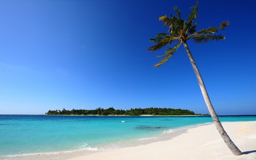 Image green palm tree on white sand beach during daytime