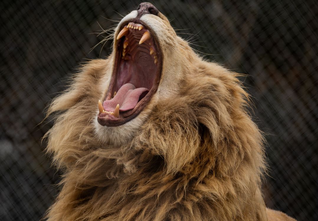 Brown Lion Showing Tongue During Daytime. Wallpaper in 5520x3840 Resolution