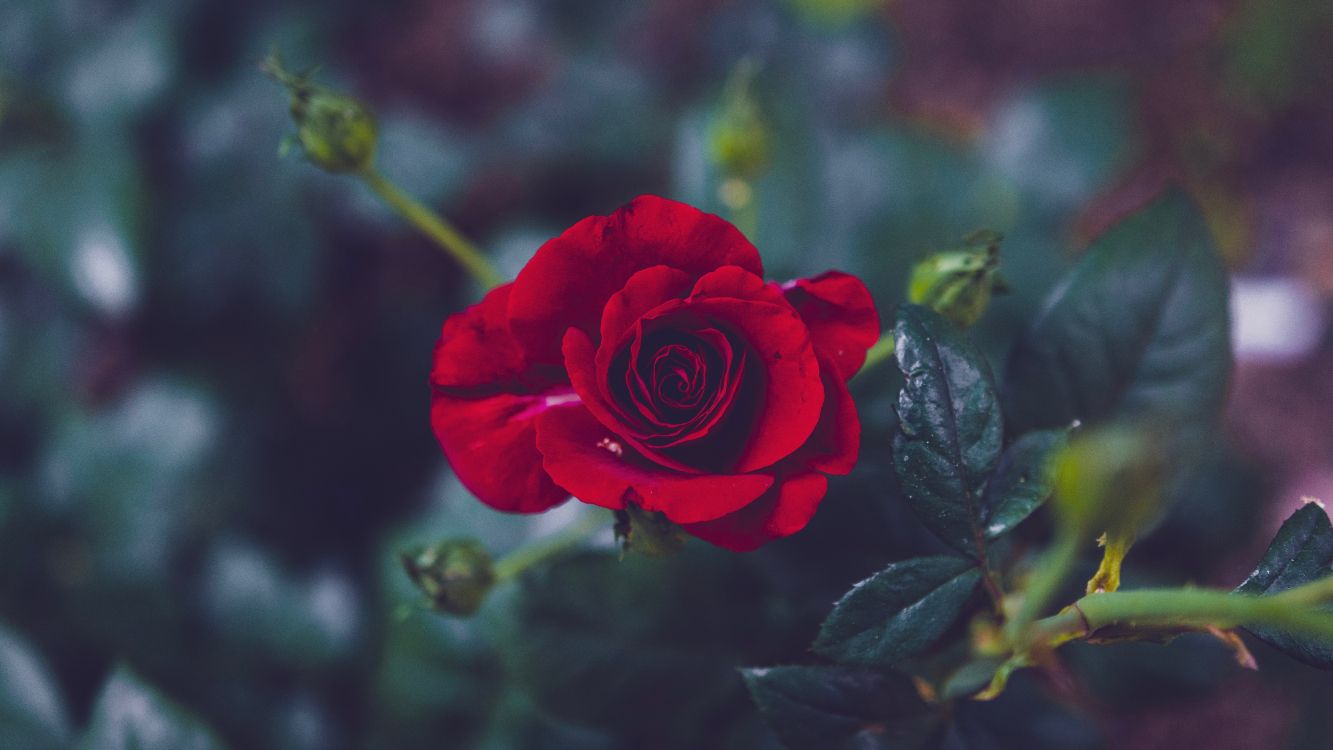 red rose in bloom during daytime