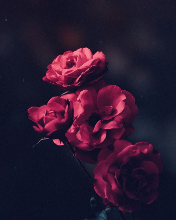 red rose in close up photography