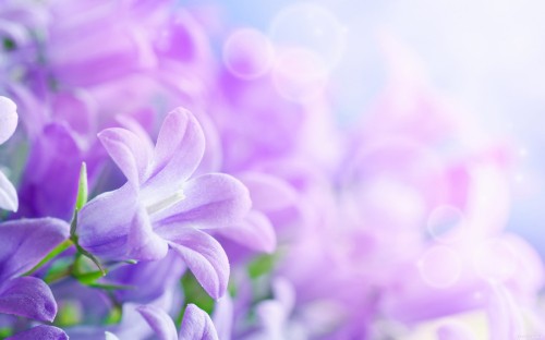 Image purple crocus flowers in bloom close up photo