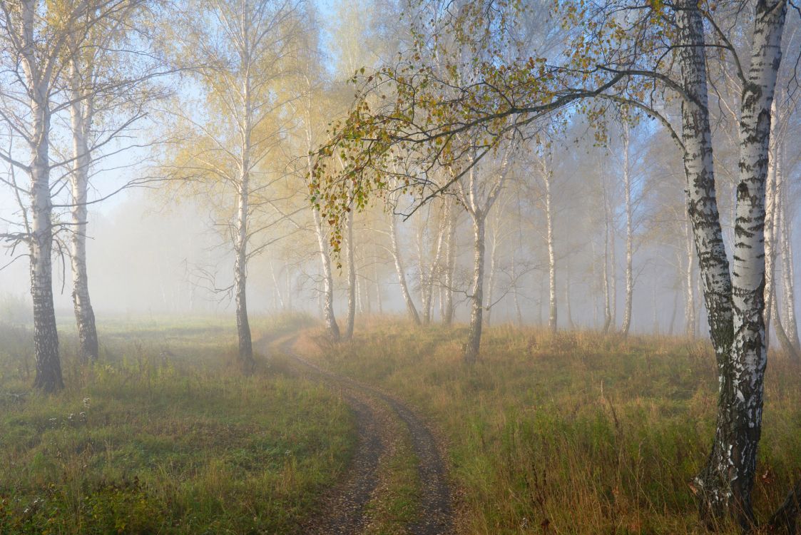 Arbres Sans Feuilles Bruns Sur Terrain D'herbe Verte Pendant la Journée. Wallpaper in 2499x1668 Resolution