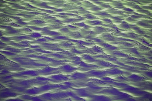 Image violet, purple, green, water, close up