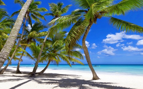 Image green palm tree on white sand beach during daytime