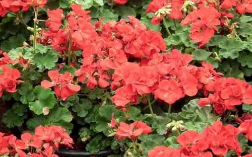 Image red flowers with green leaves