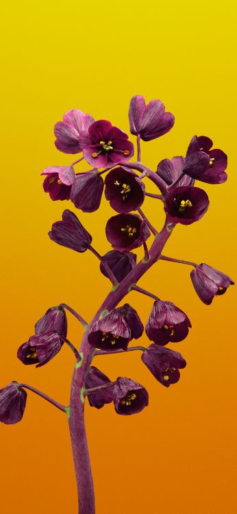 苹果, Ios, IOS11, 紫色的, 陆地上的植物 壁纸 1290x2796 允许