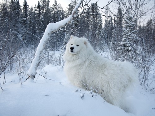 Image white long coated dog on snow covered ground during daytime