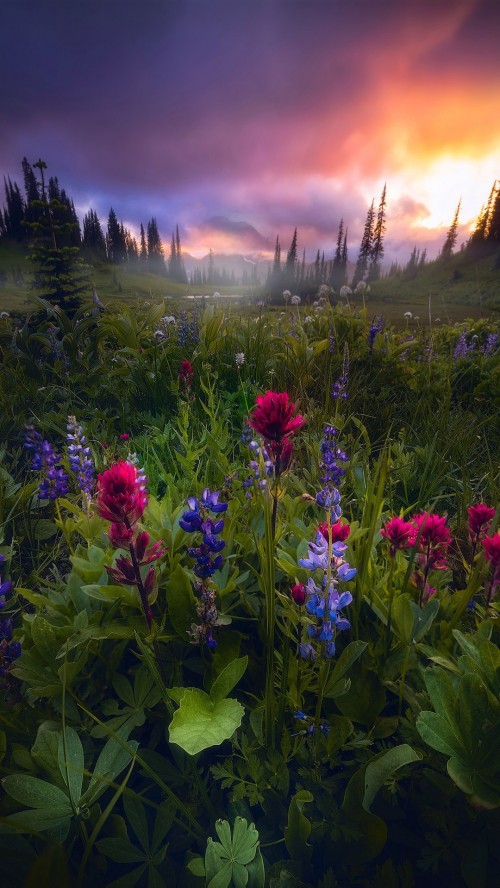 Image nature, flower, landscape, plant, cloud