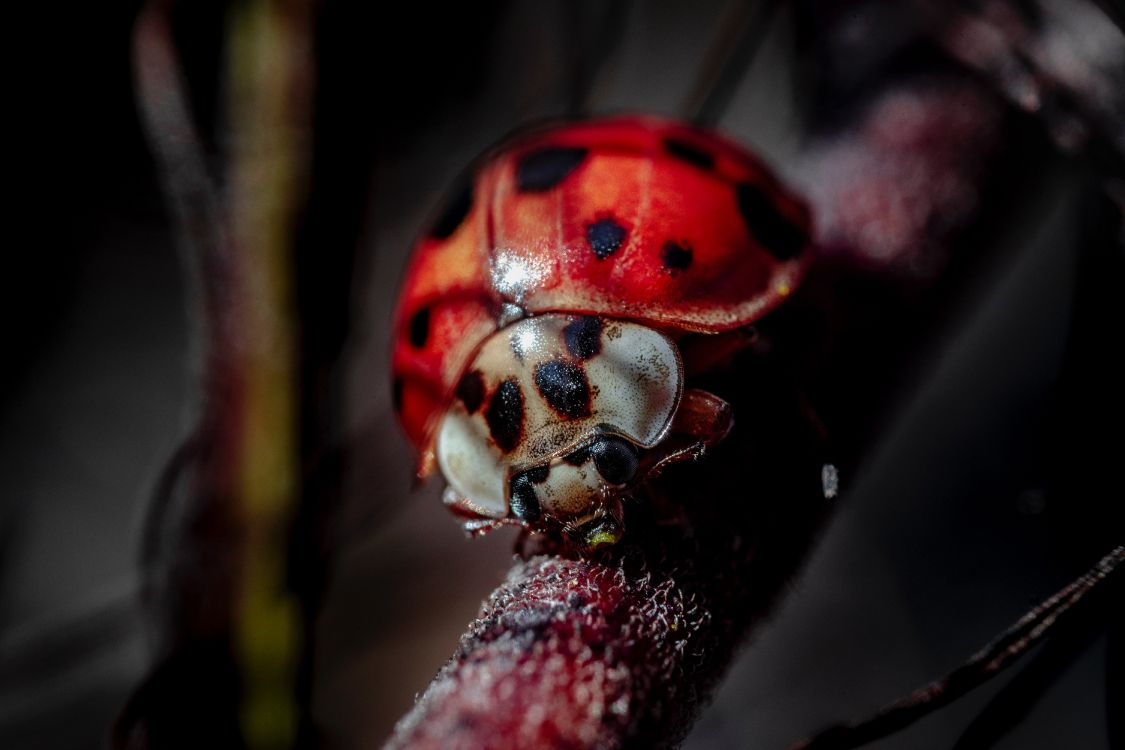 red ladybug perched on brown stem in close up photography during daytime