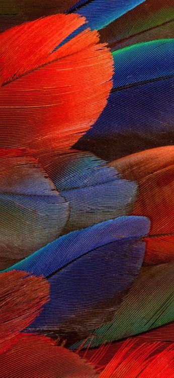 Huawei Mate 30 Pro, Huawei Mate 30, Huawei Compagnon 20 x, Huawei Mate 20 Pro, Huawei Compagnon 8. Wallpaper in 1080x2340 Resolution