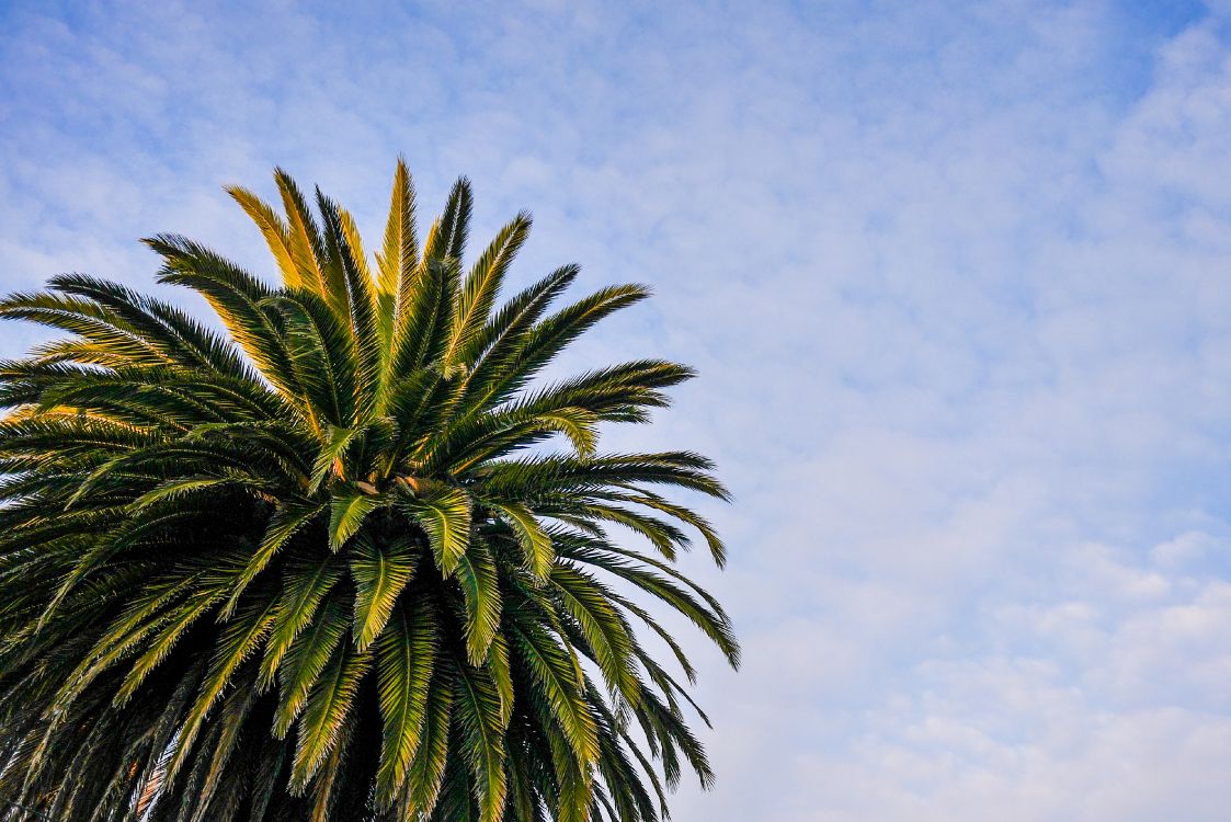 Palmera Verde Bajo un Cielo Azul Durante el Día. Wallpaper in 3872x2584 Resolution