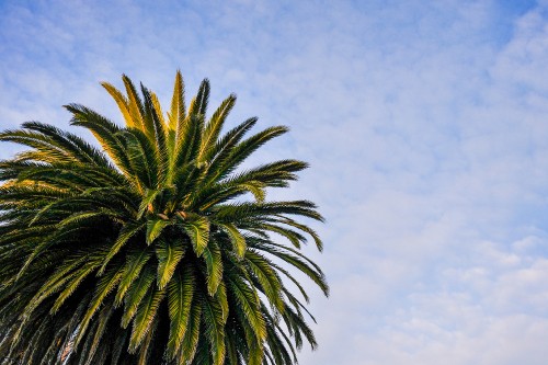 Image green palm tree under blue sky during daytime