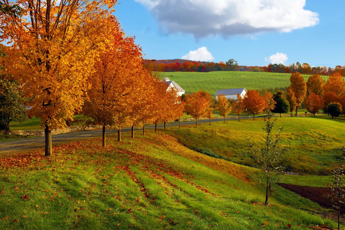 brown trees on green grass field under white clouds and blue sky during daytime