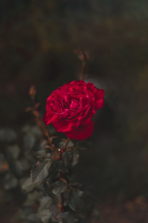 Rosa Rosa en Flor Cerrar Foto. Wallpaper in 2848x4288 Resolution