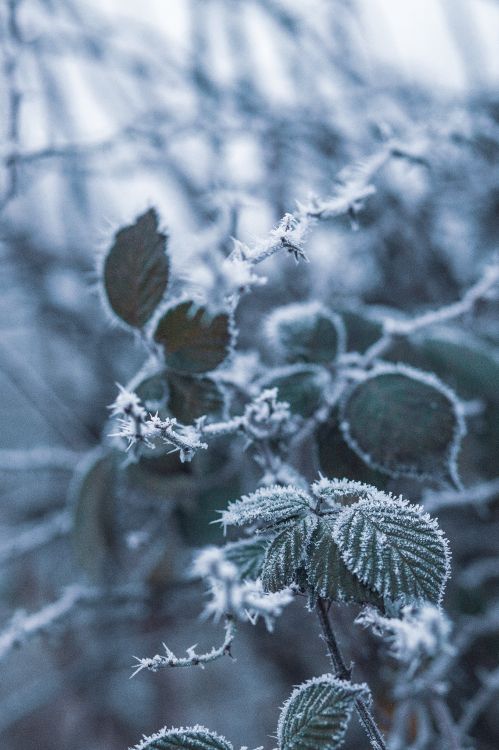 Winter, Frost, Blatt, Einfrieren, Branch. Wallpaper in 3683x5525 Resolution