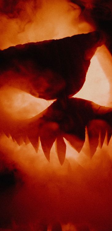 la Calabaza de Halloween, Jack O'lantern, Calabaza, Ambiente, Pétalo. Wallpaper in 1440x2960 Resolution