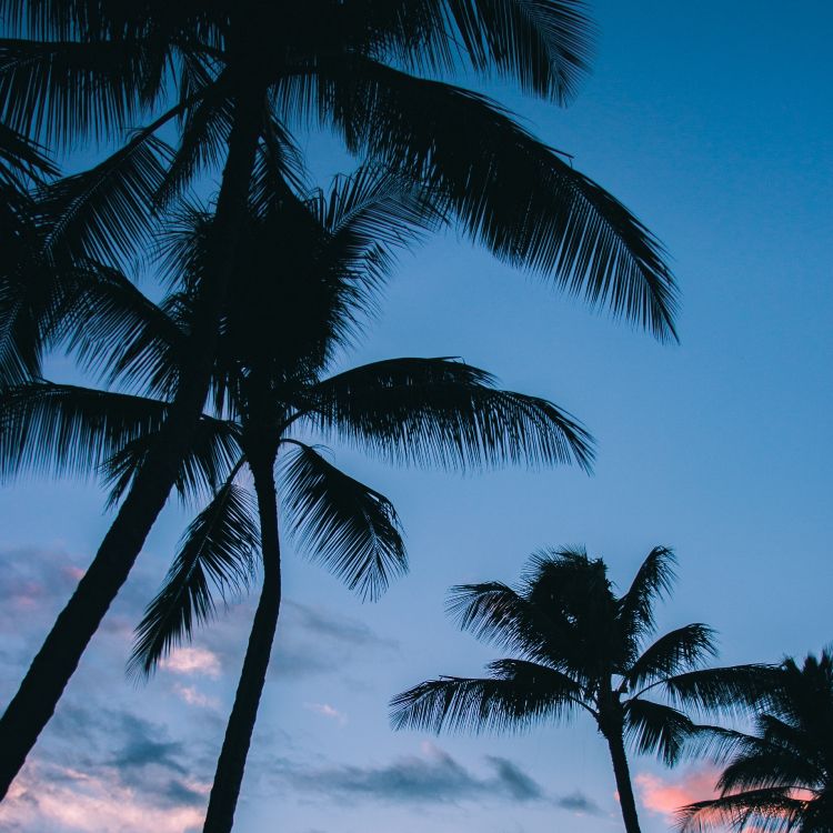 棕榈树, 热带地区, 木本植物, Arecales, IOS11 壁纸 3415x3415 允许