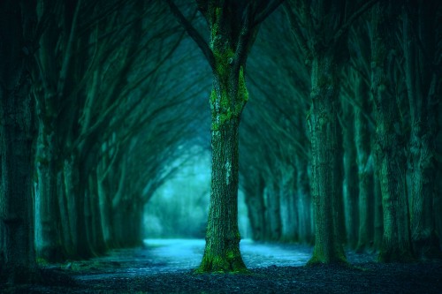 Image grayscale photo of trees on forest