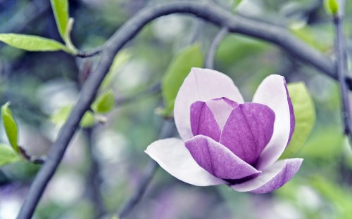 Image purple flower in tilt shift lens