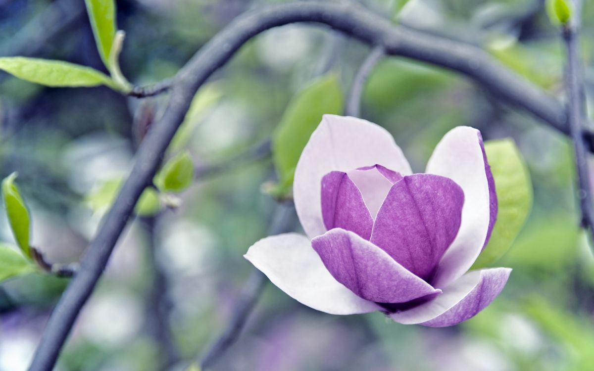 purple flower in tilt shift lens