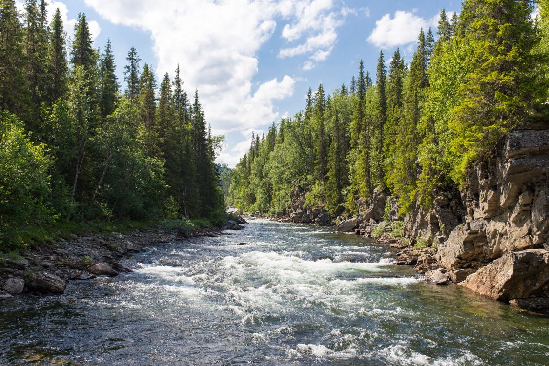 Forest River, Fluss, Wasserlauf, Taubenfluss, Flathead National Forest. Wallpaper in 5472x3648 Resolution