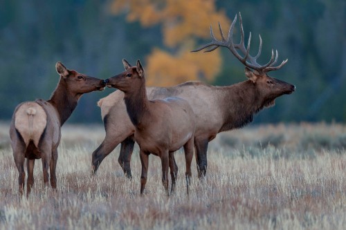 Image brown deer on brown grass during daytime