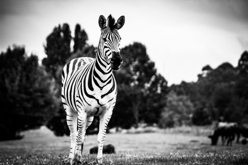 Image zebra standing on green grass field during daytime