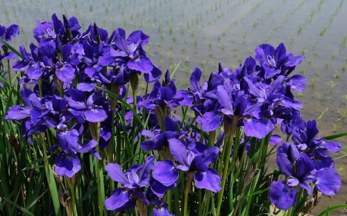 Image purple flowers with green leaves