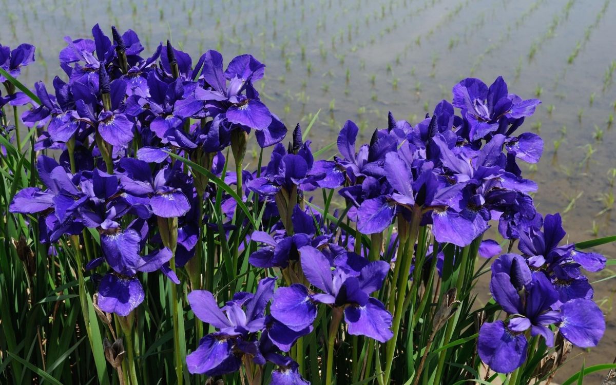 purple flowers with green leaves