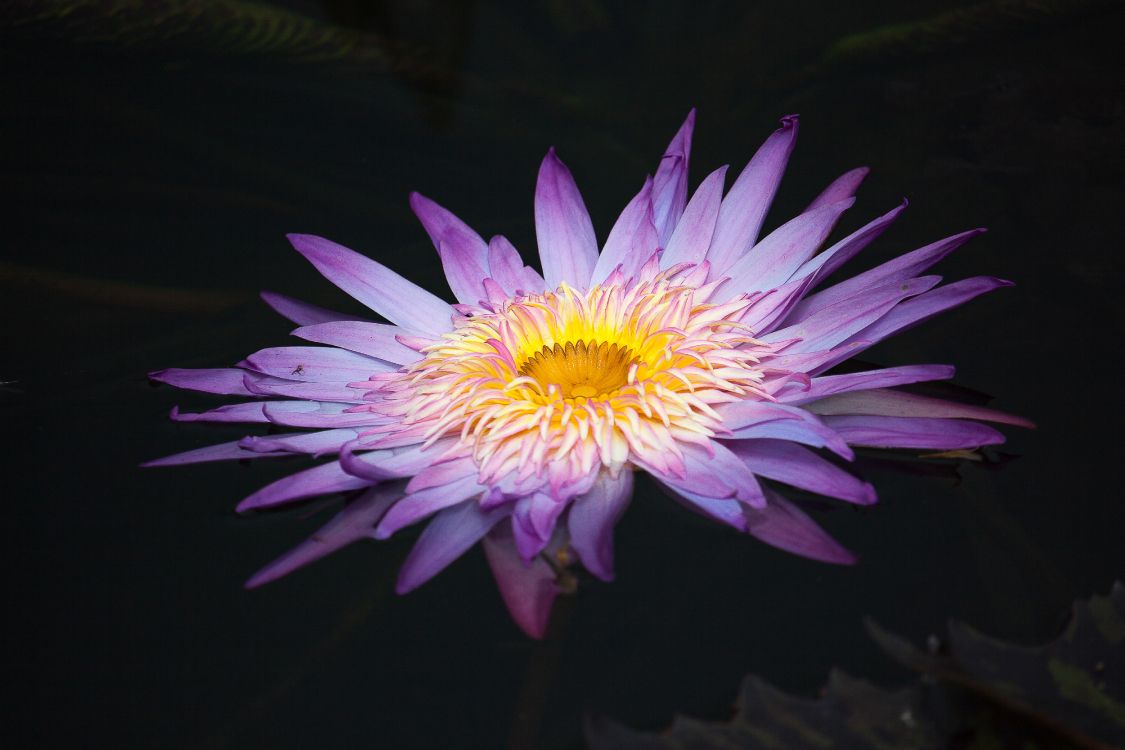 purple and yellow flower in close up photography