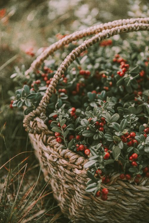 Red and Green Round Fruits in Brown Woven Basket. Wallpaper in 4912x7360 Resolution