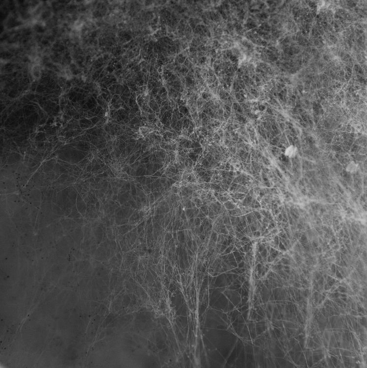 Photo en Niveaux de Gris du Sol Couvert de Neige. Wallpaper in 2912x2912 Resolution