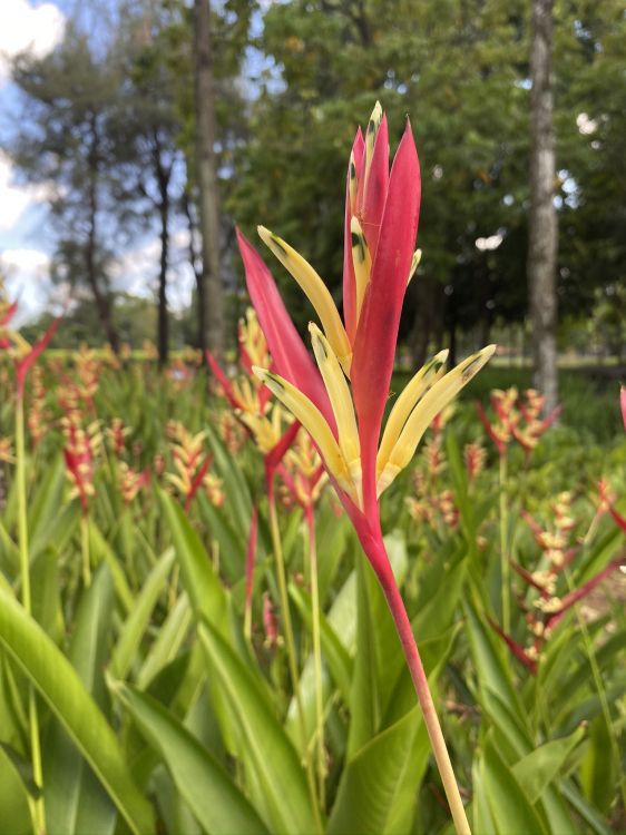 Flore, Crinum, la Floraison de la Plante, Montbretia, Amaryllis. Wallpaper in 1536x2048 Resolution