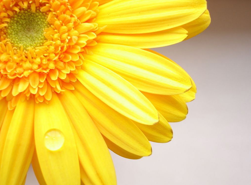 Gelbe Blume in Nahaufnahme Close. Wallpaper in 1920x1416 Resolution