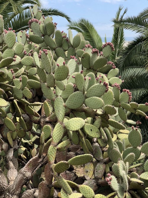 Image vegetation, Eastern Prickly Pear, cactus, Barbary fig, biome