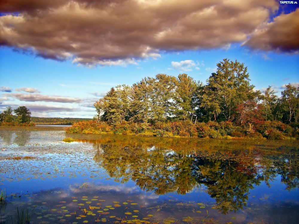 green trees beside lake under blue sky during daytime